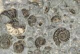 Ammonite (Promicroceras) Cluster - Marston Magna, England #216613-1